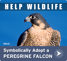 Help Wildlife. Symbolically adopt a peregrine falcon today!